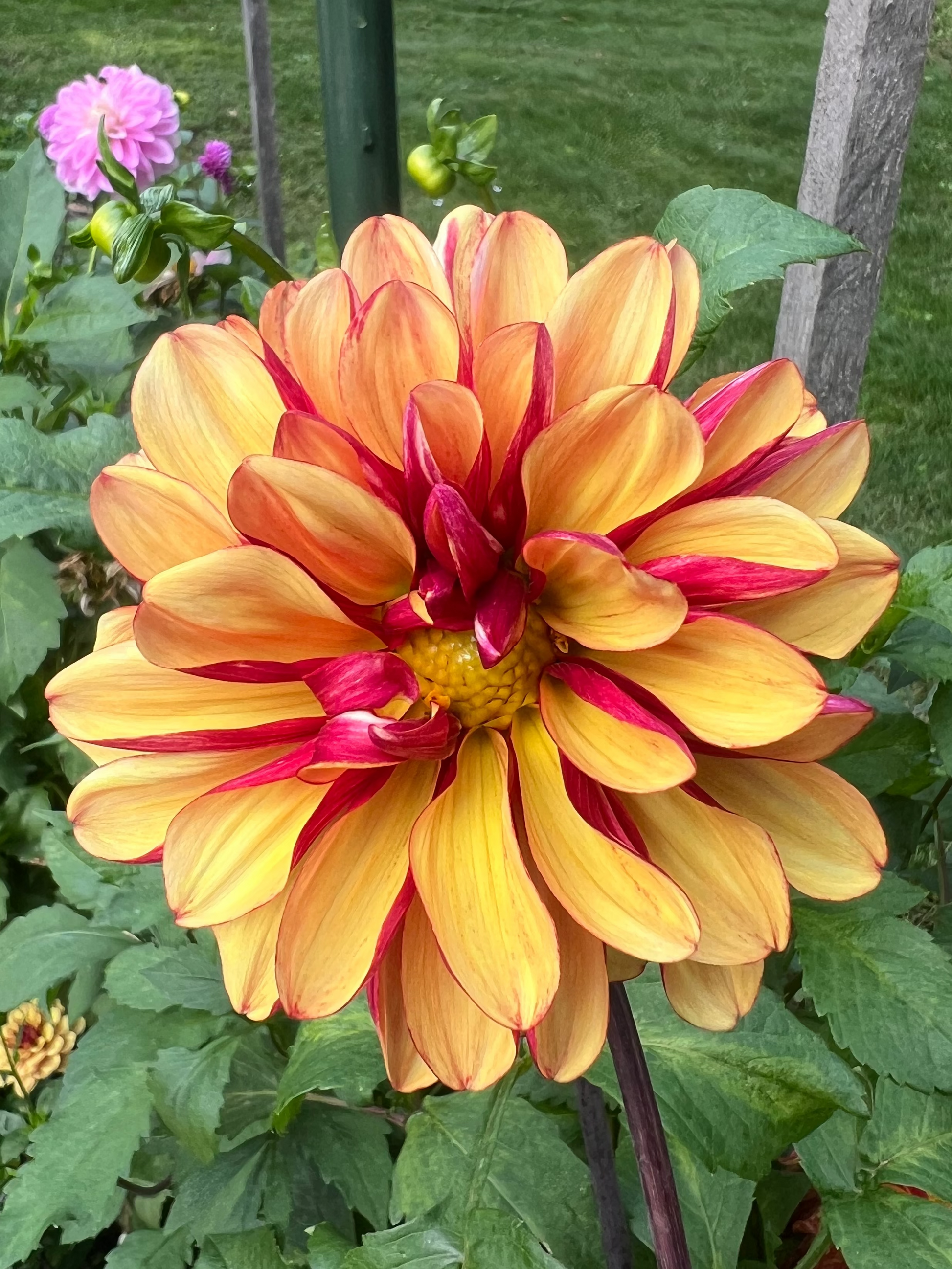 Gitt's Crazy dahlia Halcyon Hill Gardens