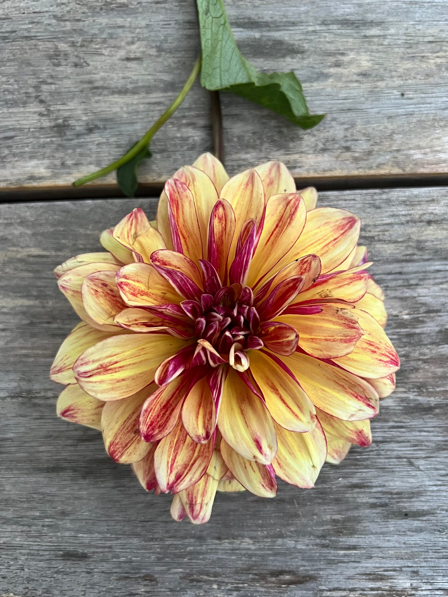 Gitt's Crazy Dahlia Halcyon Hill Gardens