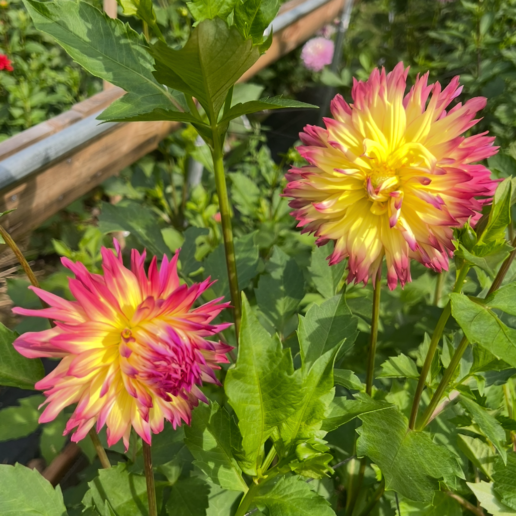 Granny Norman dahlia
