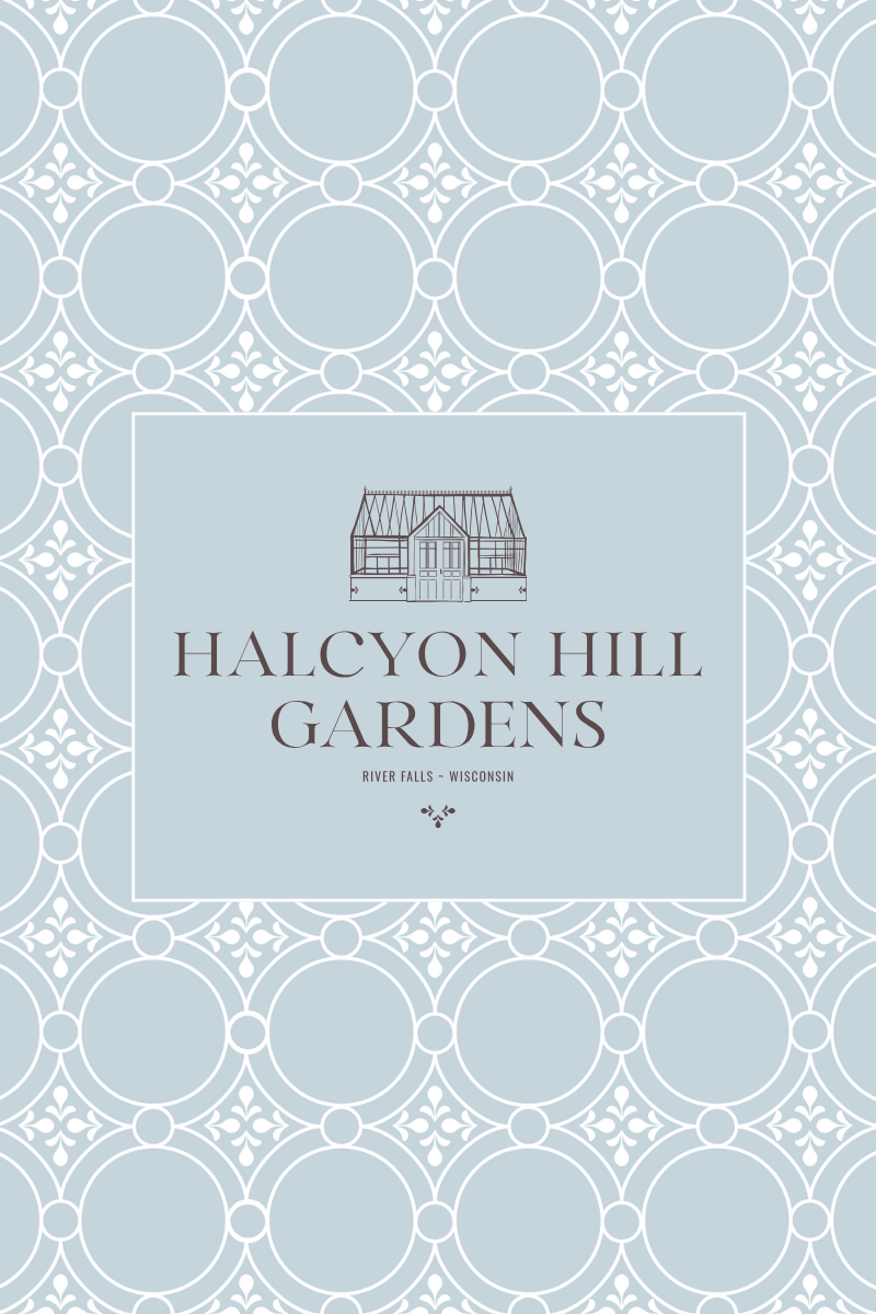 wisconsin dahlias Halcyon Hill Gardens