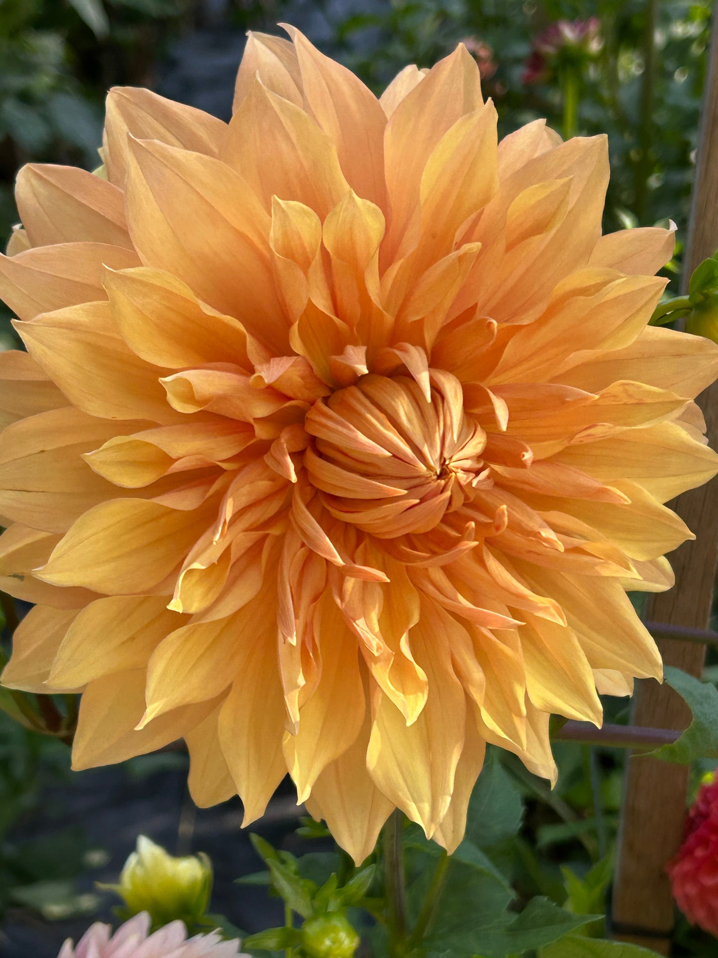 dinnerplate dahlia yellow and orange