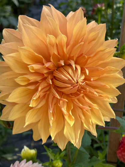 dinnerplate dahlia yellow and orange