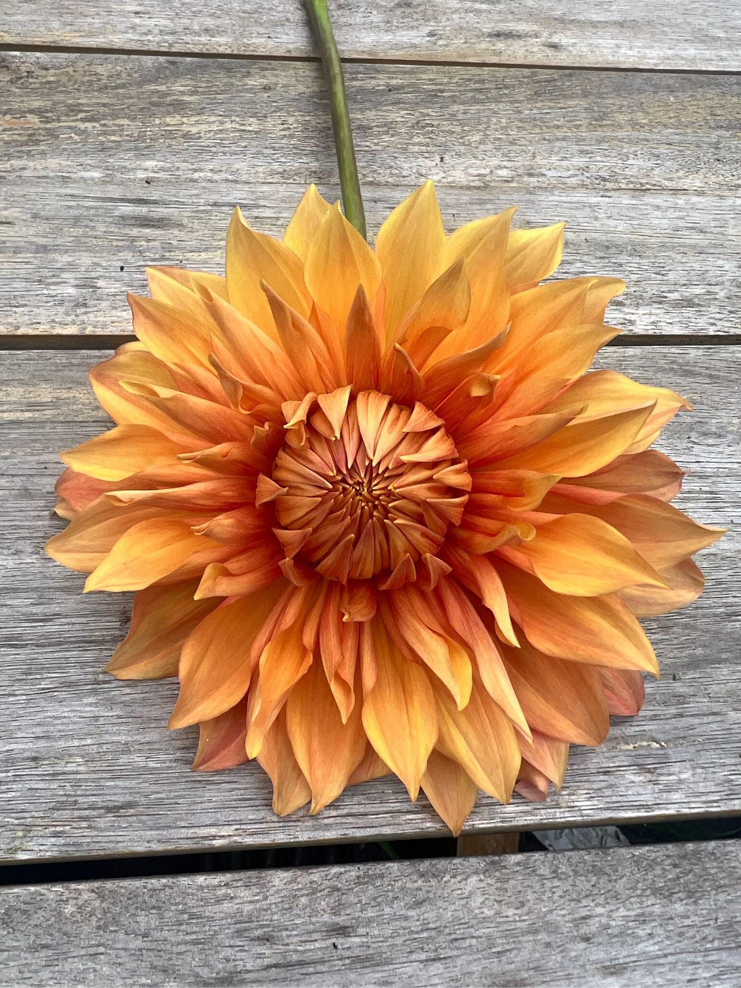 yellow and orange dinnerplate dahlia