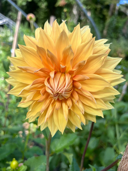 yellow and orange dinnerplate dahlia