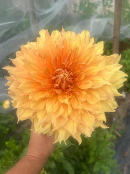 dinnerplate dahlia yellow and orange