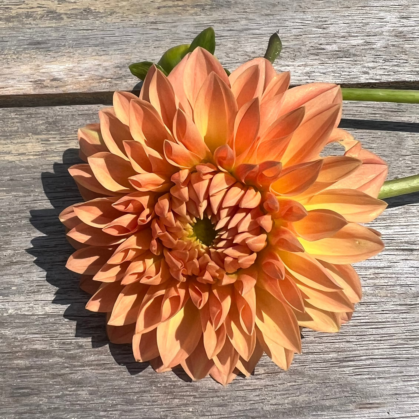 Hamilton Lillian dahlia orange Halcyon Hill Gardens