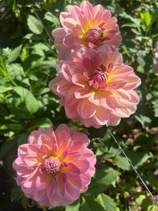 Hapet Coral Charm Dahlia pale pink, yellow and blush