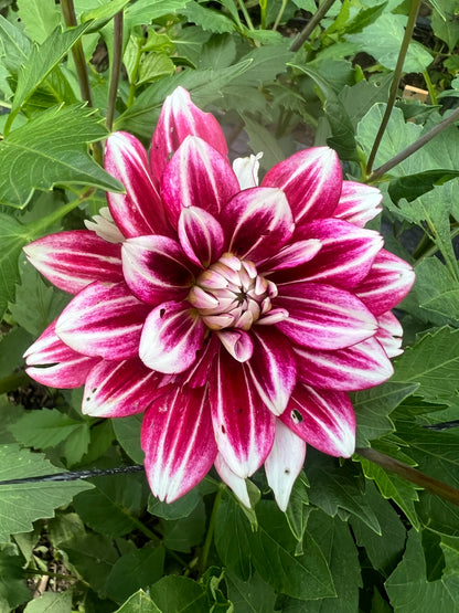 Hemisphere dahlia magenta and white Halcyon Hill Gardens