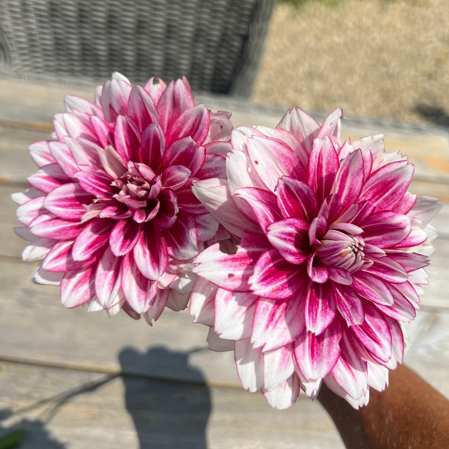 Hemisphere dahlia  magenta and white Halcyon Hill Gardens