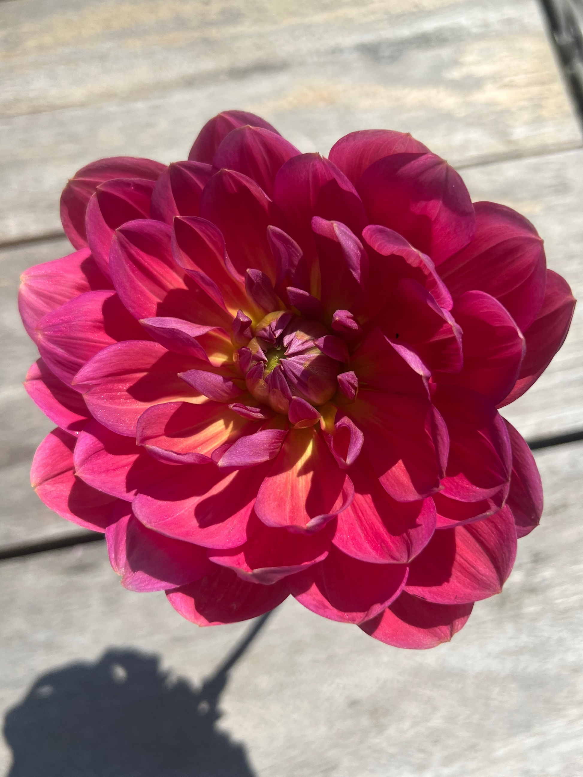 Hollyhill Daydream waterlily type dahlia bright pink