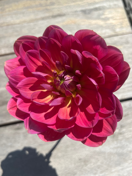 Hollyhill Daydream waterlily type dahlia bright pink