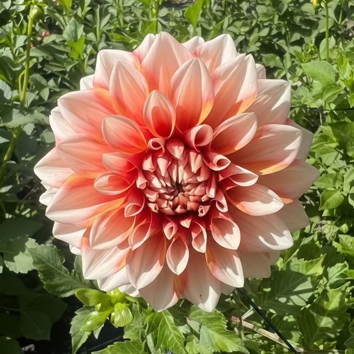 Hollyhill Orange Ice dahlia
