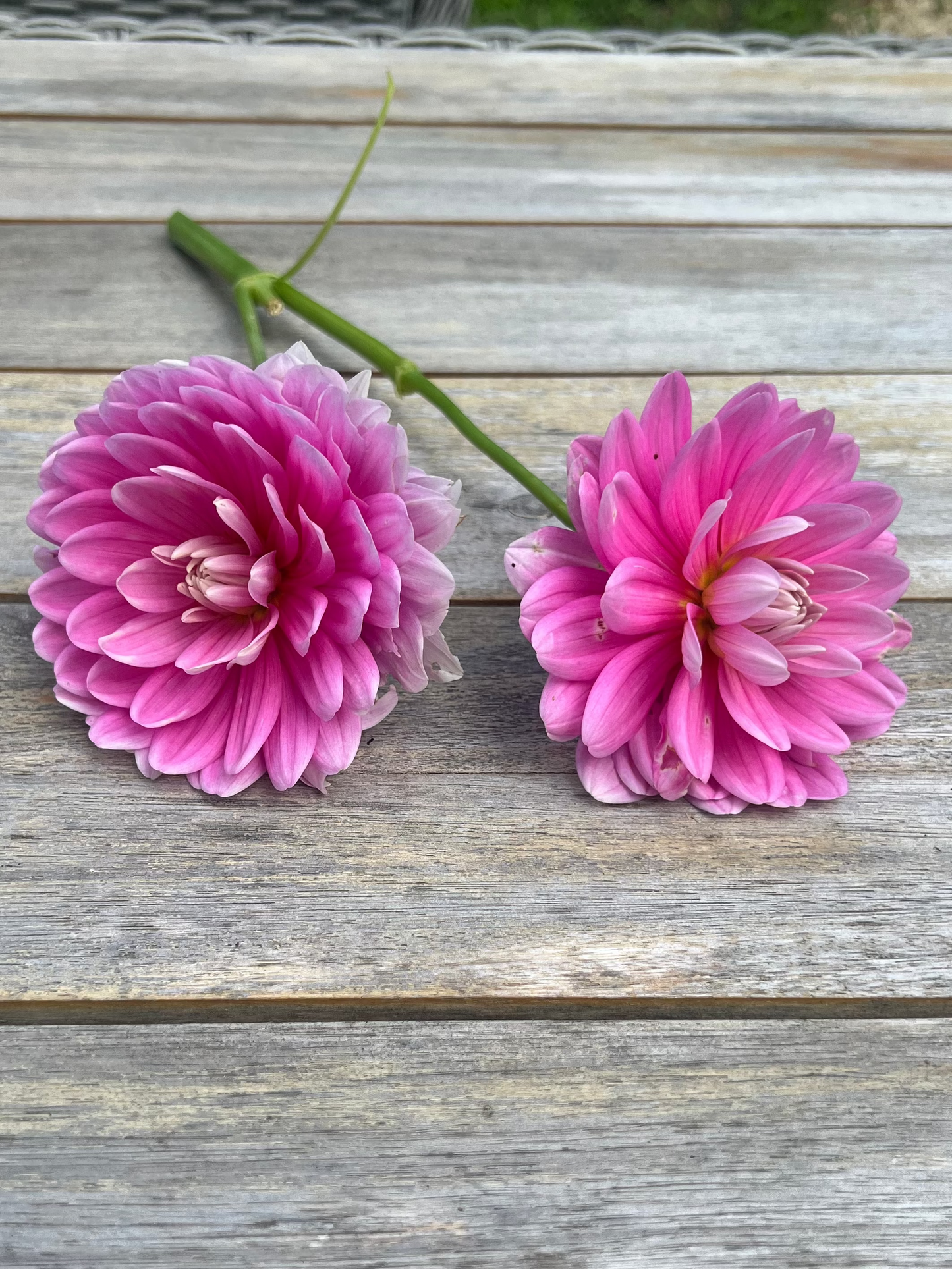 Hollyhill Pink Parfait  waterlily dahlia