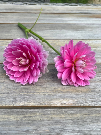Hollyhill Pink Parfait  waterlily dahlia