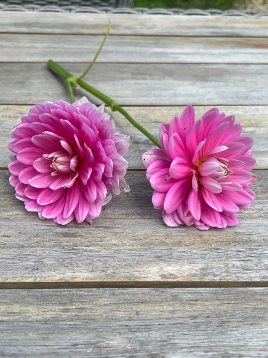 Hollyhill Pink Parfait  waterlily dahlia