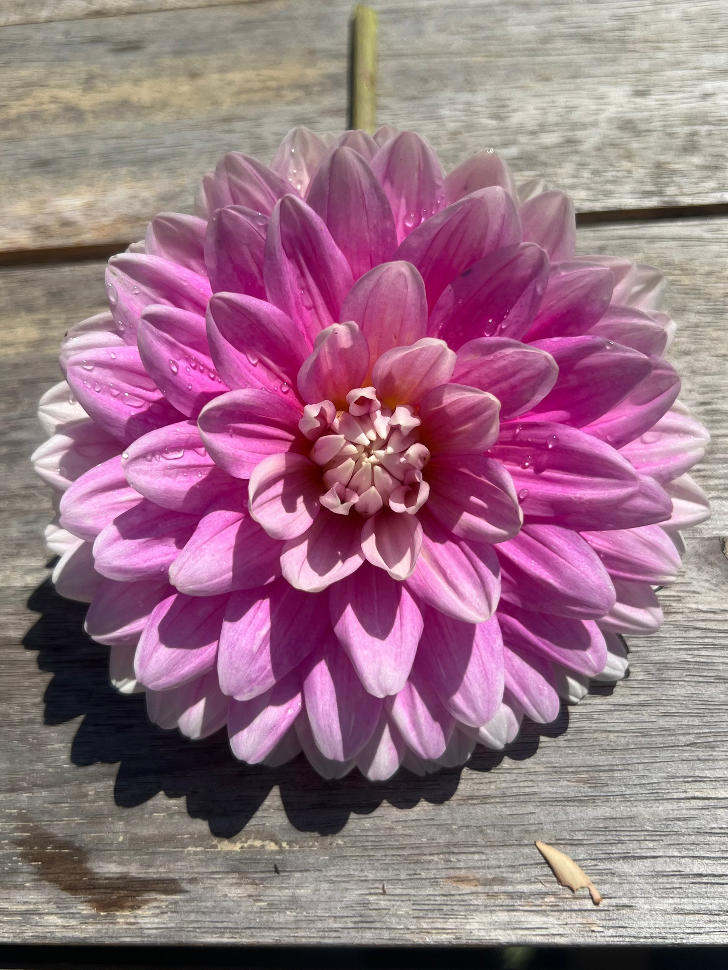 Hollyhill Pink Parfait waterlily dahlia