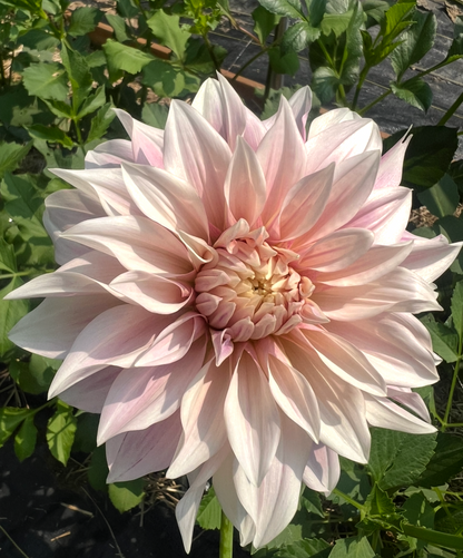Dahlia Cafe Au Lait Tuber Wisconsin  Pale blush pink Cafe au Lait 