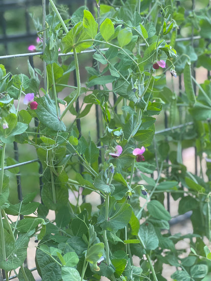 Spring Garden Sale | May 8th-10th