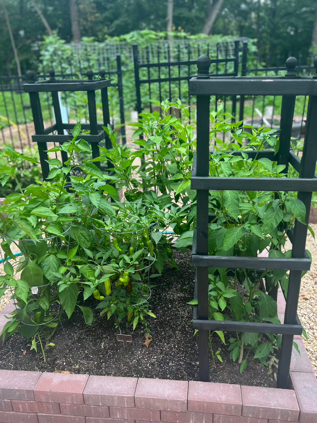 Pepper Starters for Wisconsin Gardens