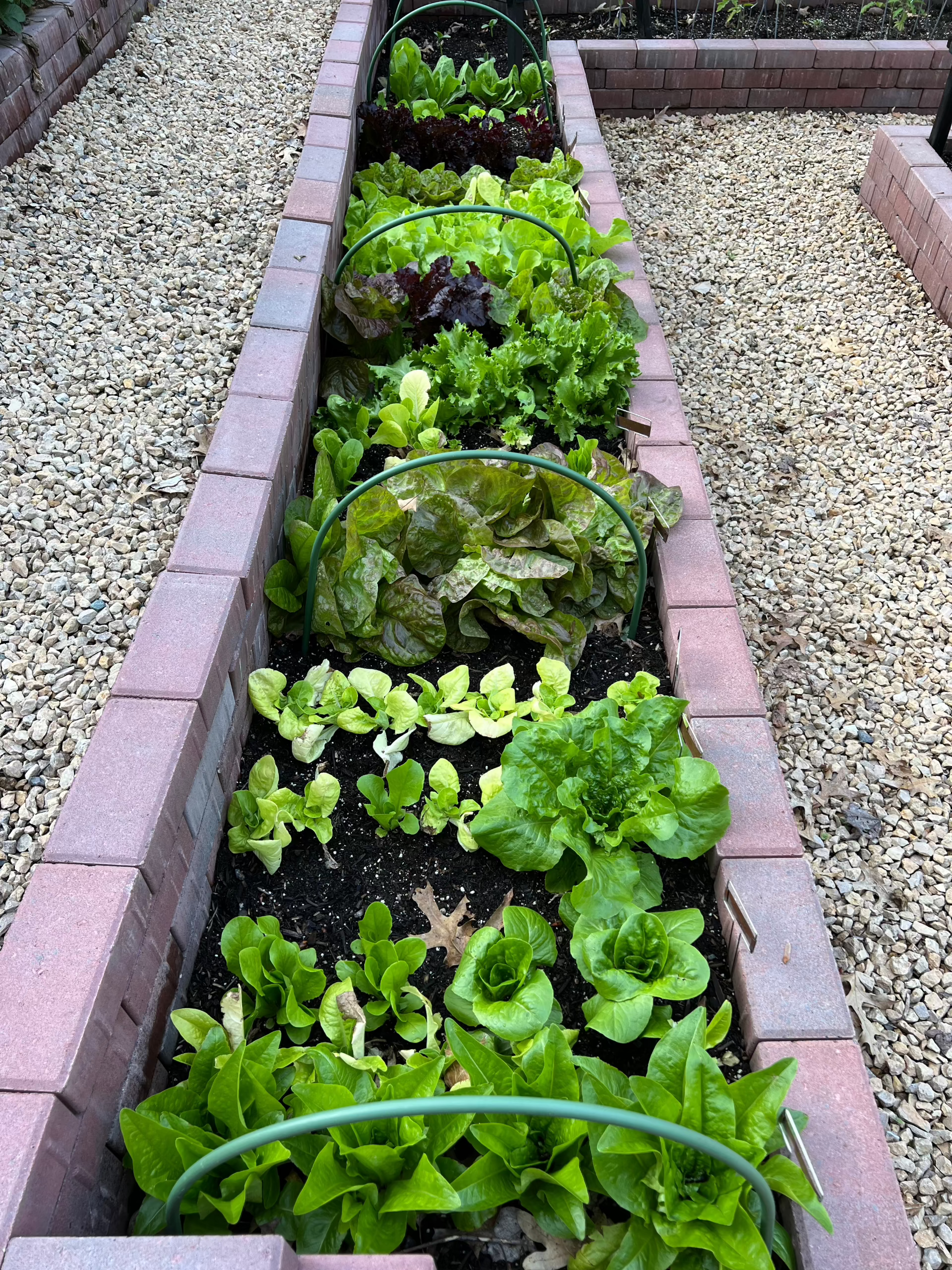Vegetable Starters in Wisconsin