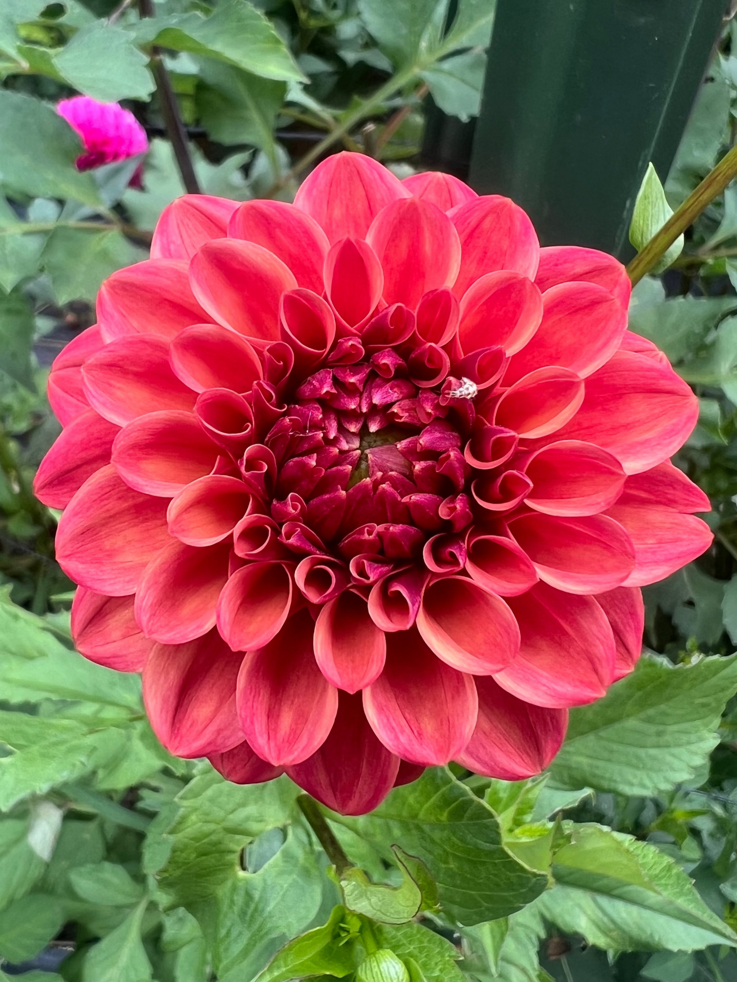 formal decorative dahlia