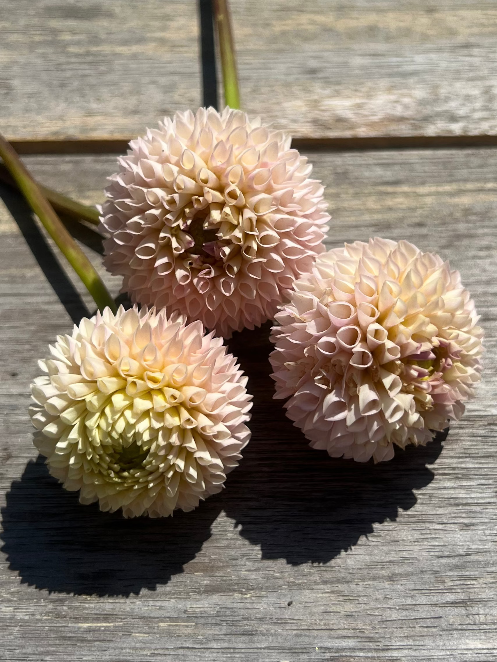 Irish D Porter dahlia light pale blush and cream
