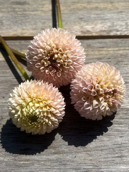 Irish D Porter dahlia light pale blush and cream