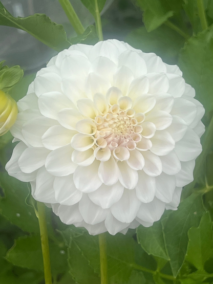 Irish Ruffles dahlia pure white