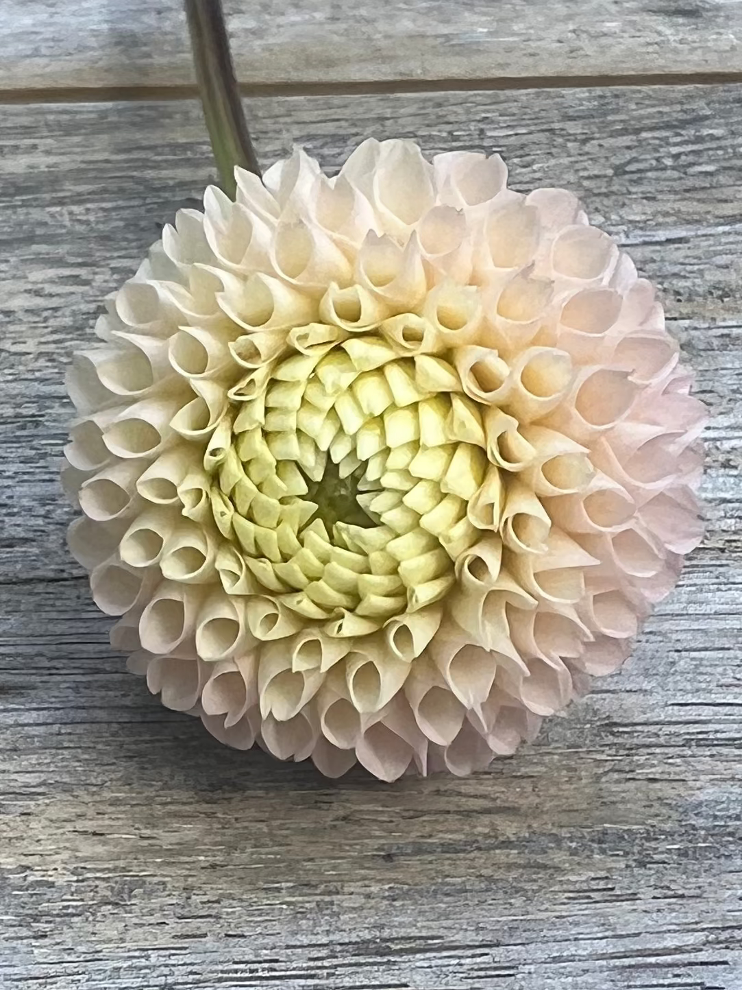 Irish D Porter pale blush dahlia