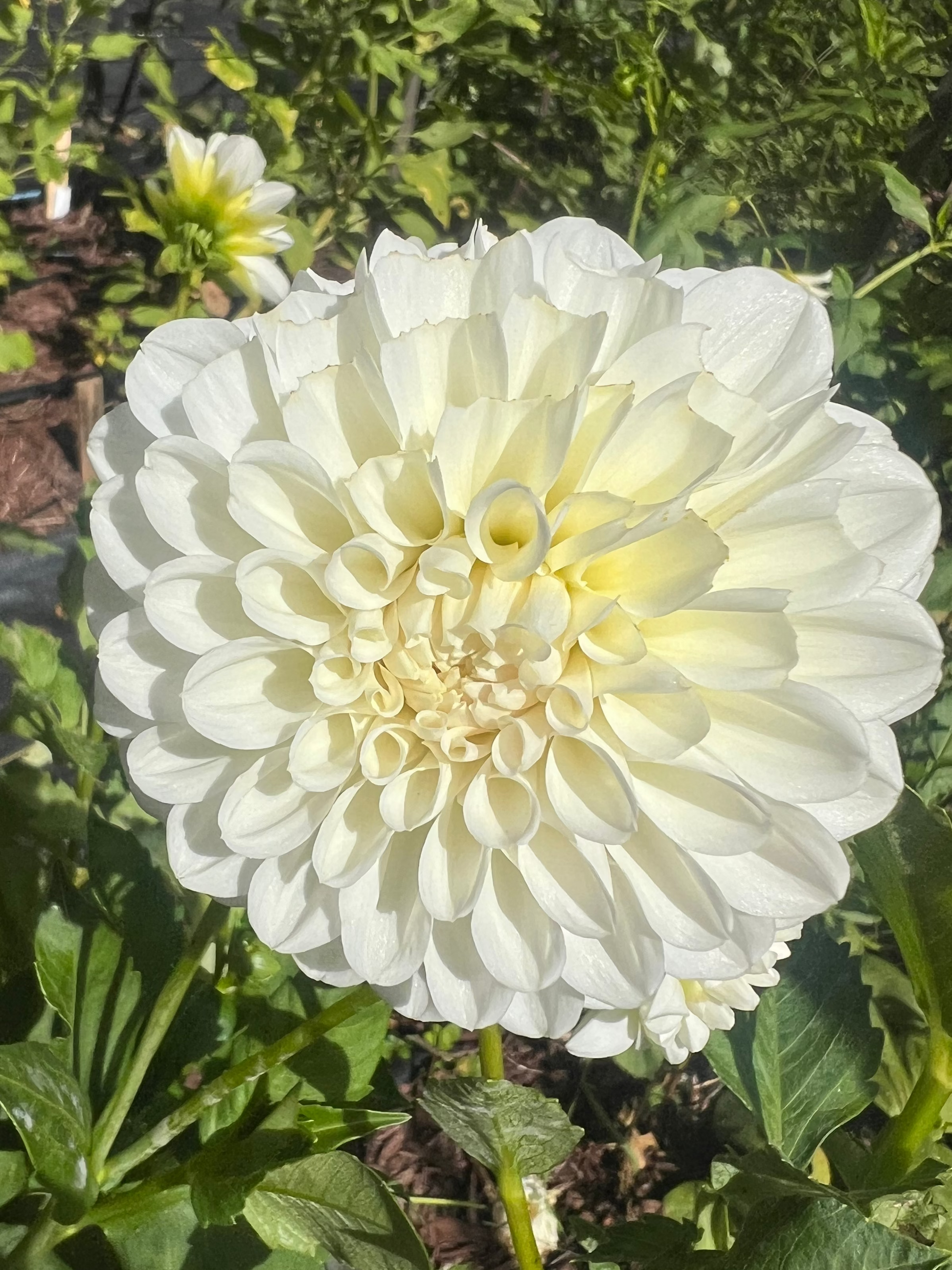 Irish Ruffles Dahlia pure white