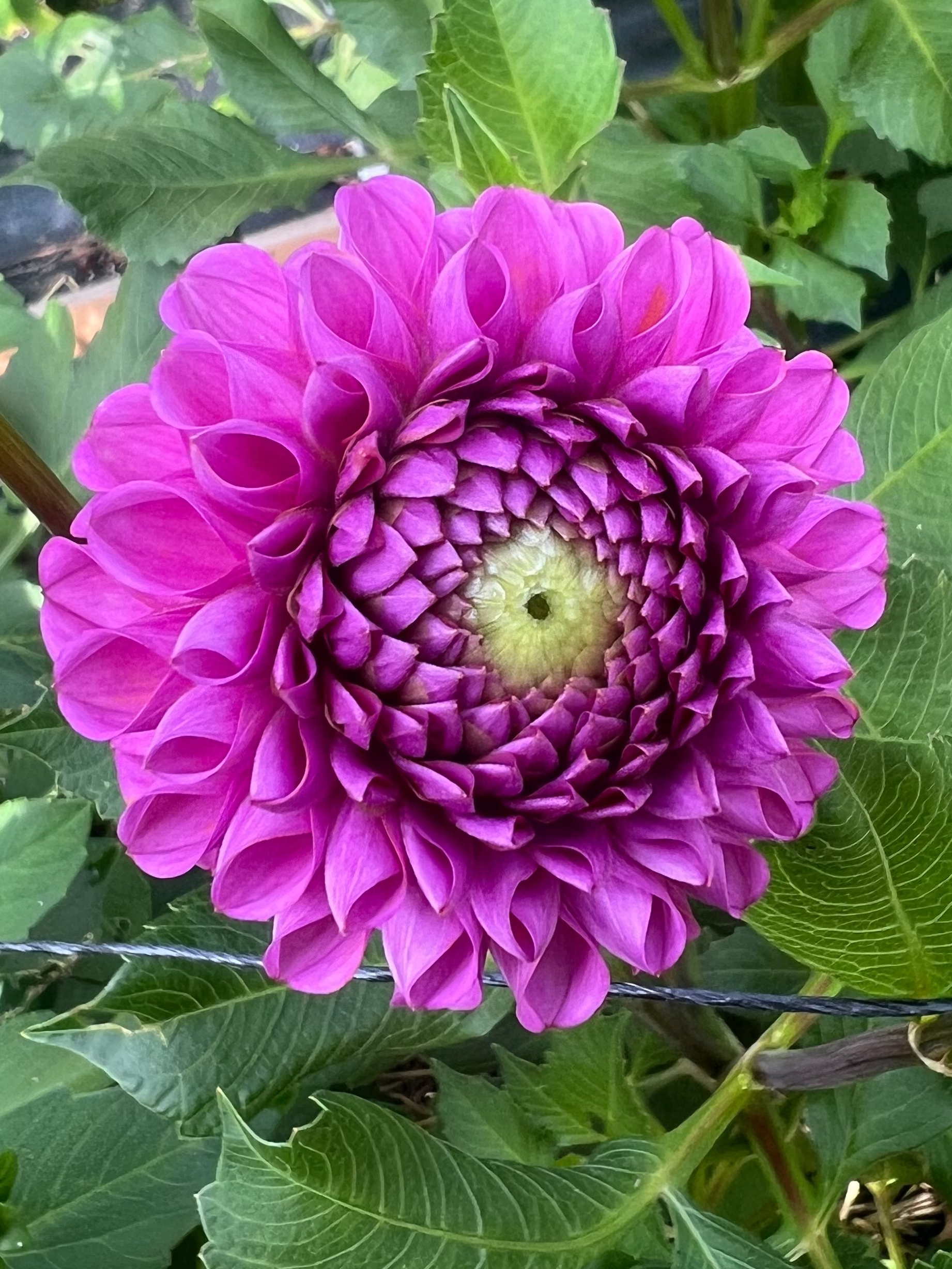 Isabel dahlia purple pink magenta