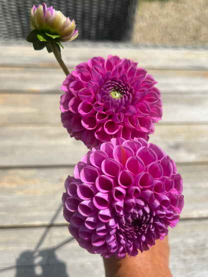 Isabel  dahlia purple pink magenta