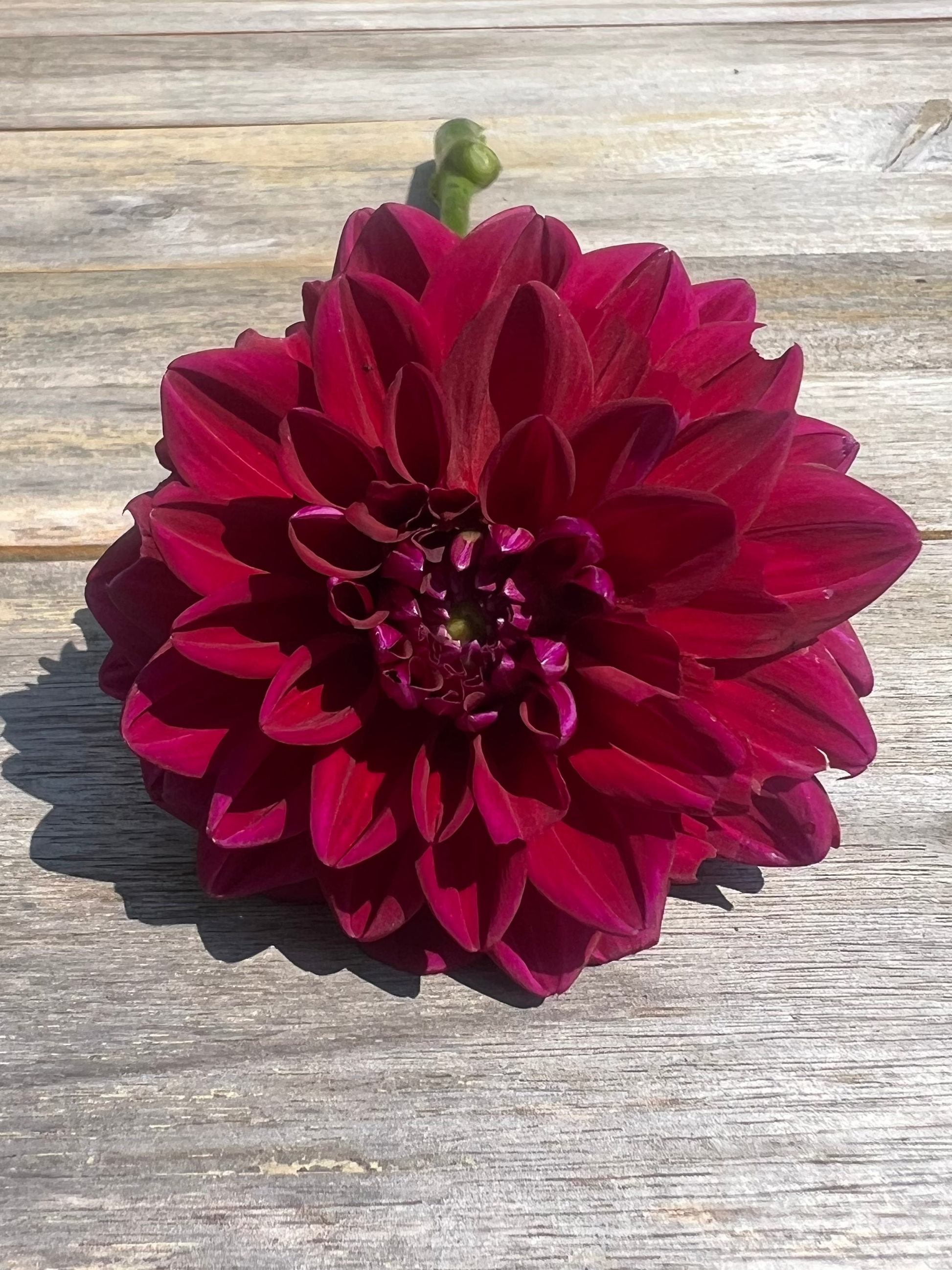 Deep maroon dahlia 