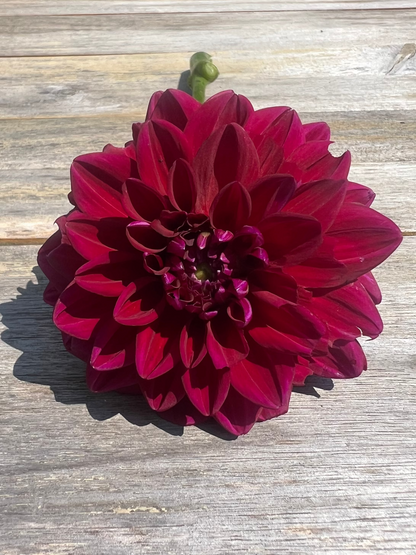Deep maroon dahlia 