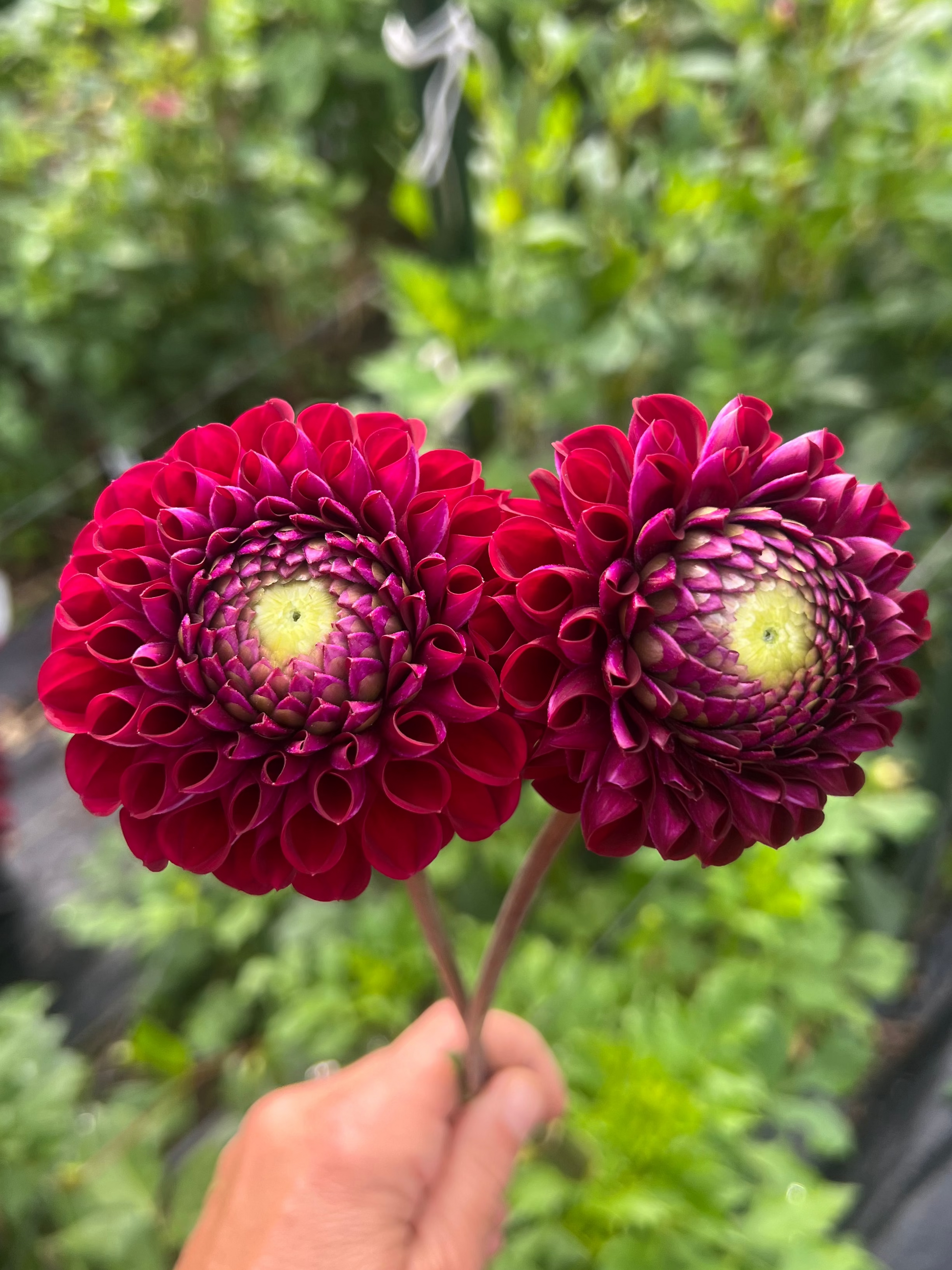 maroon dahlias 