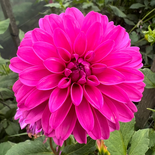 Ivy Rose dahlia Halcyon Hill Gardens