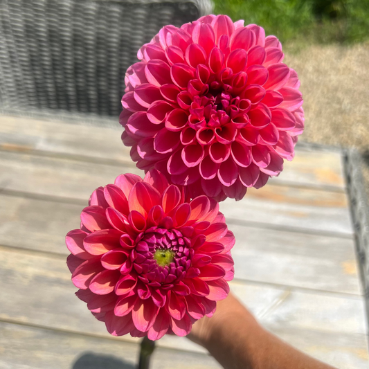 Jabberbox dahlia