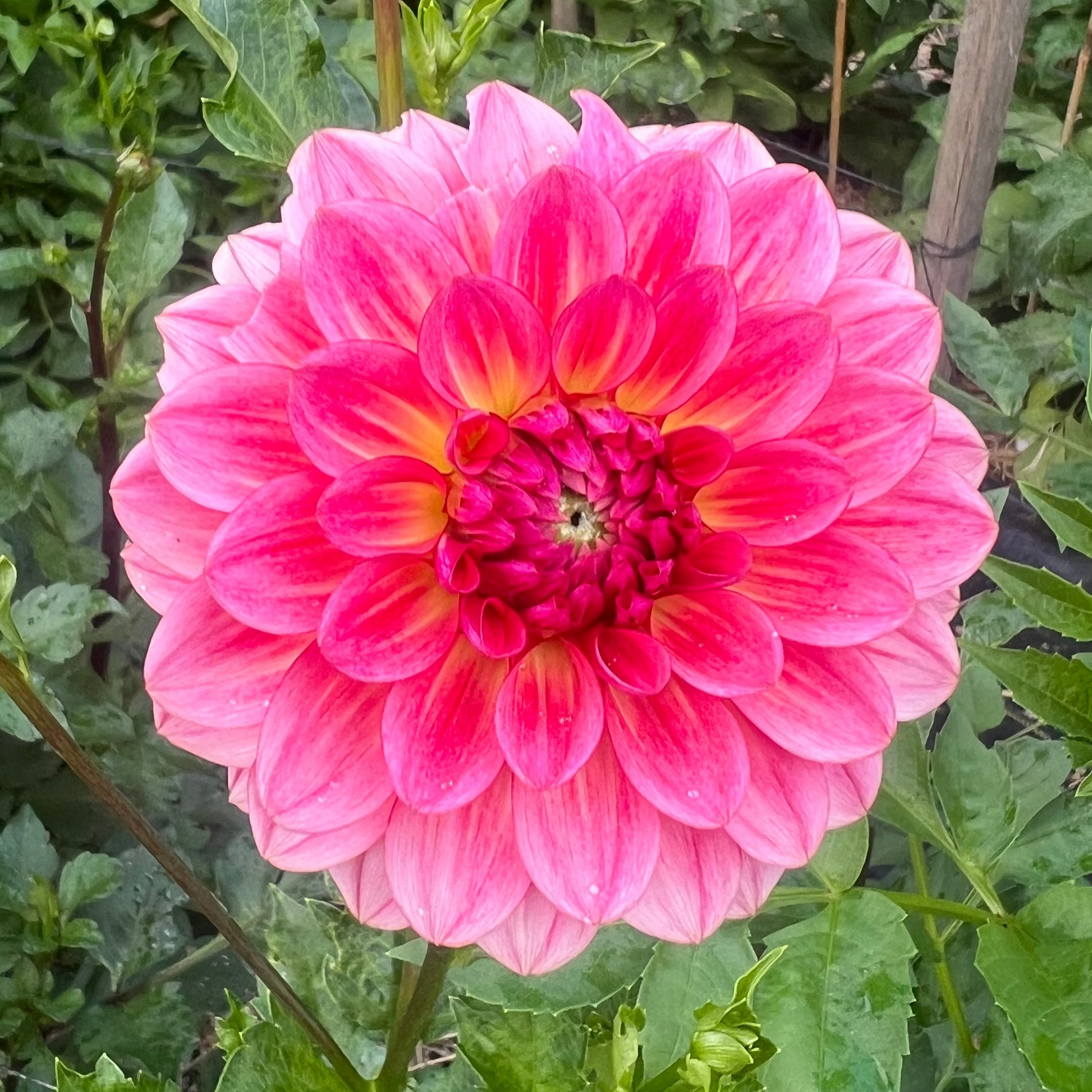 Jabberbox dahlia