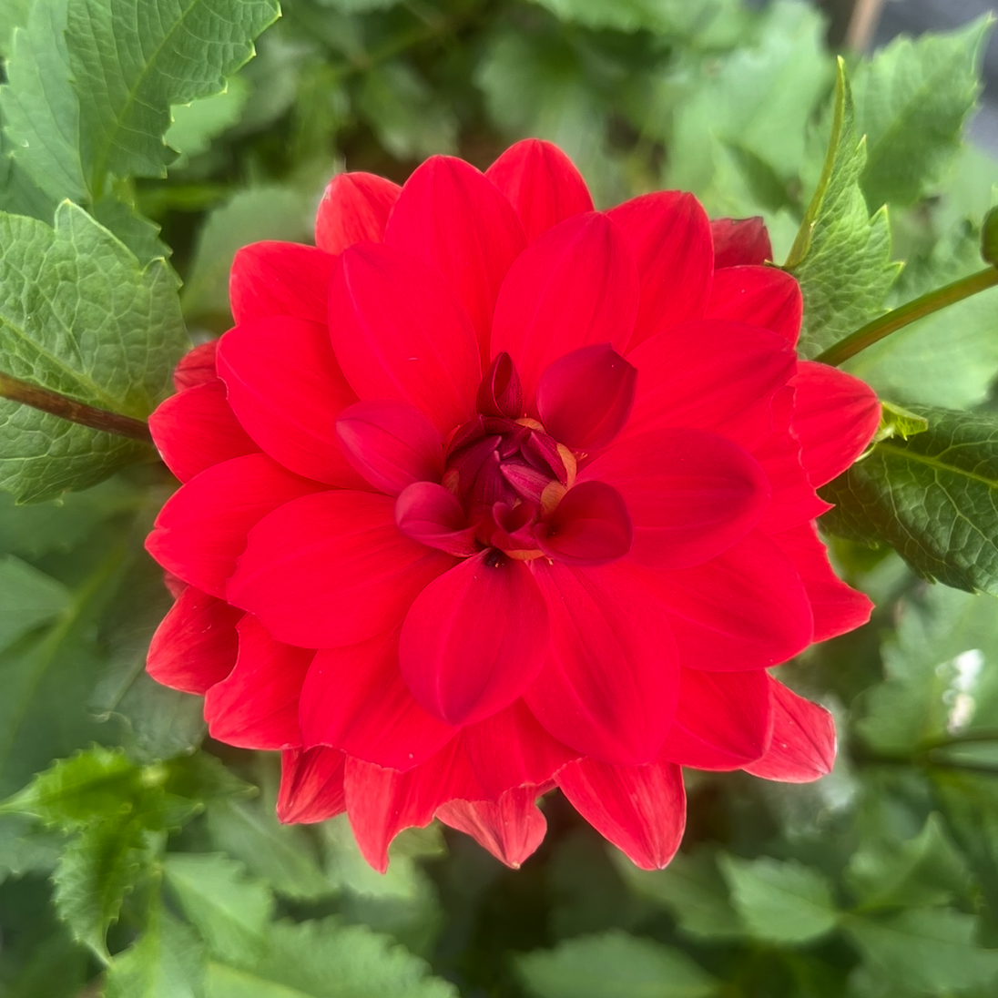 Javier G Waterlily dahlia