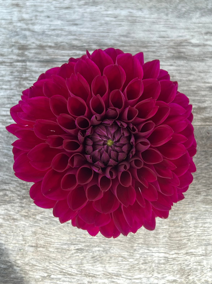 Jessie G dahlia