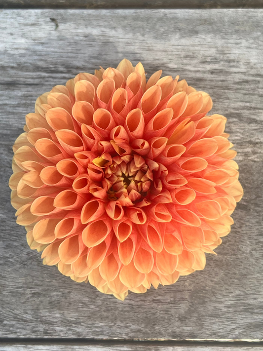 Jowey Nicky dahlia