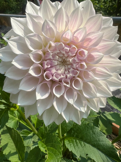 KA's® Bella Luna dahli