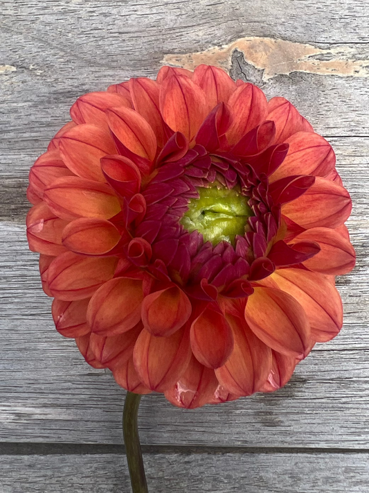KA's ® Blood Orange dahlia Halcyon Hill Gardens