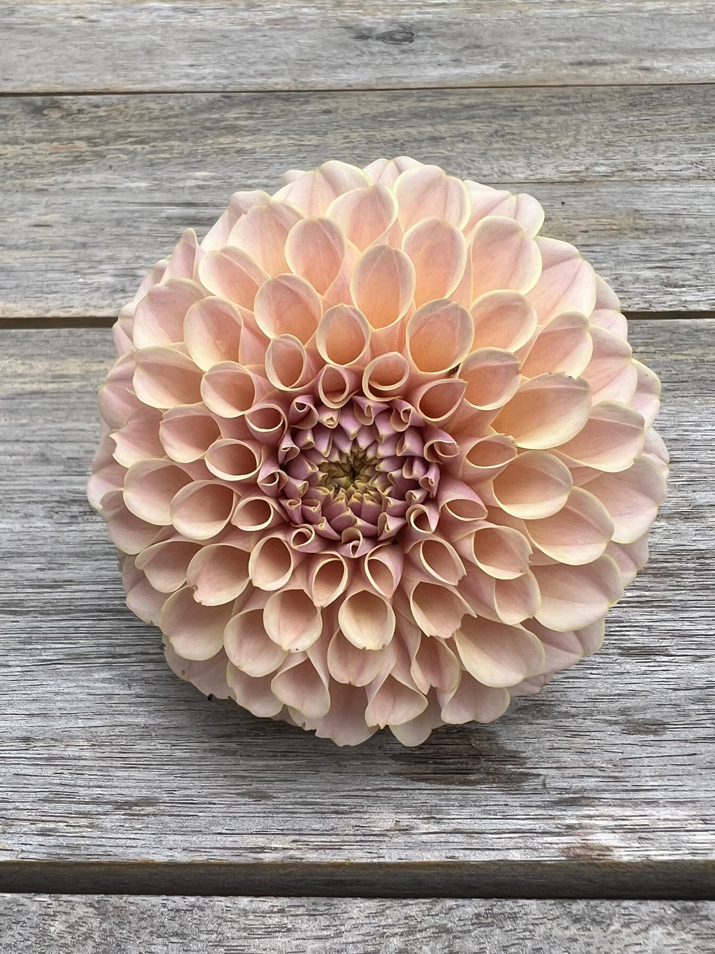 KA's® Cinder Rose dahlia Halcyon Hill Gardens
