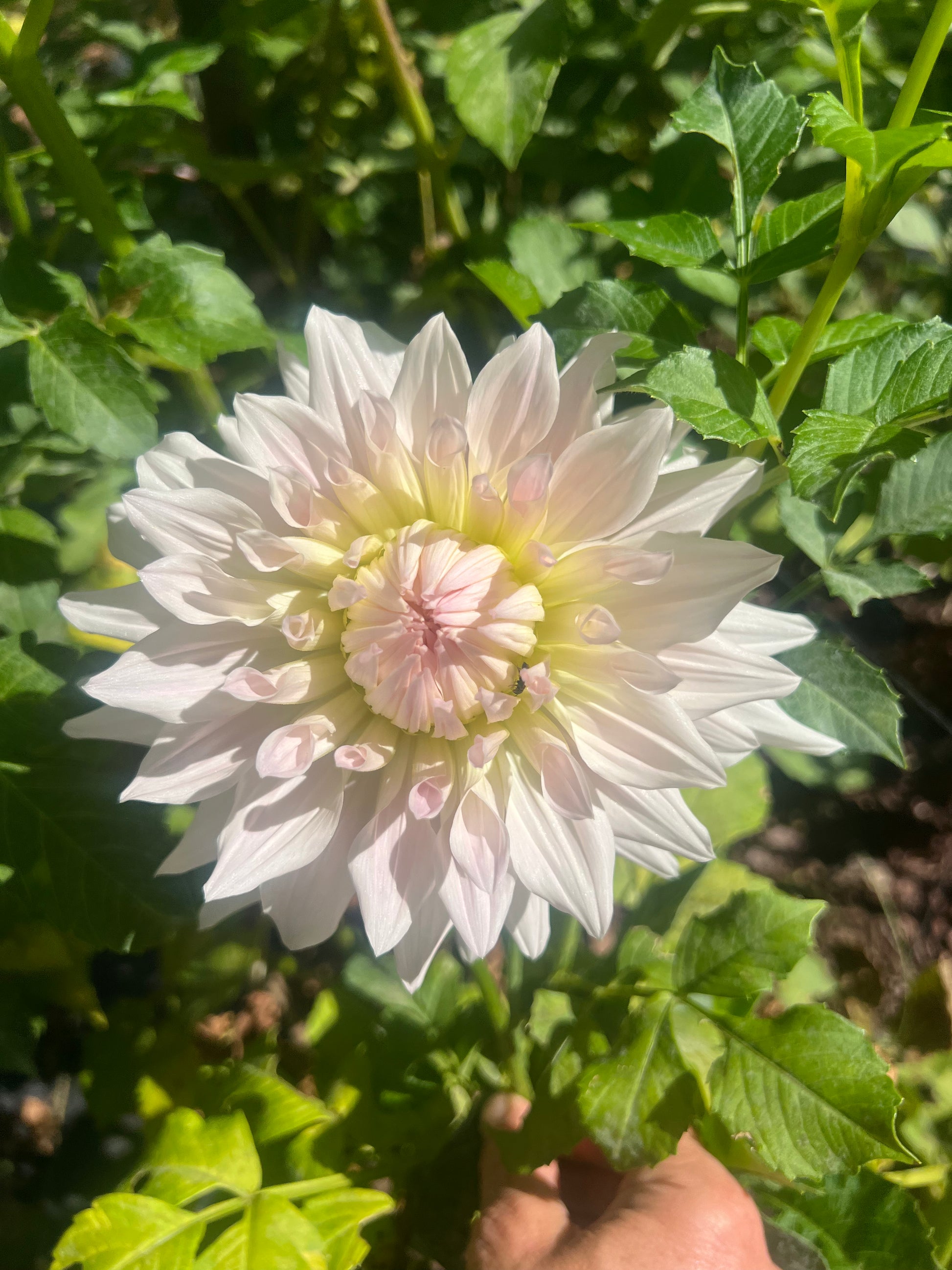 KA's® Cloud dahlia Halcyon Hill Gardens