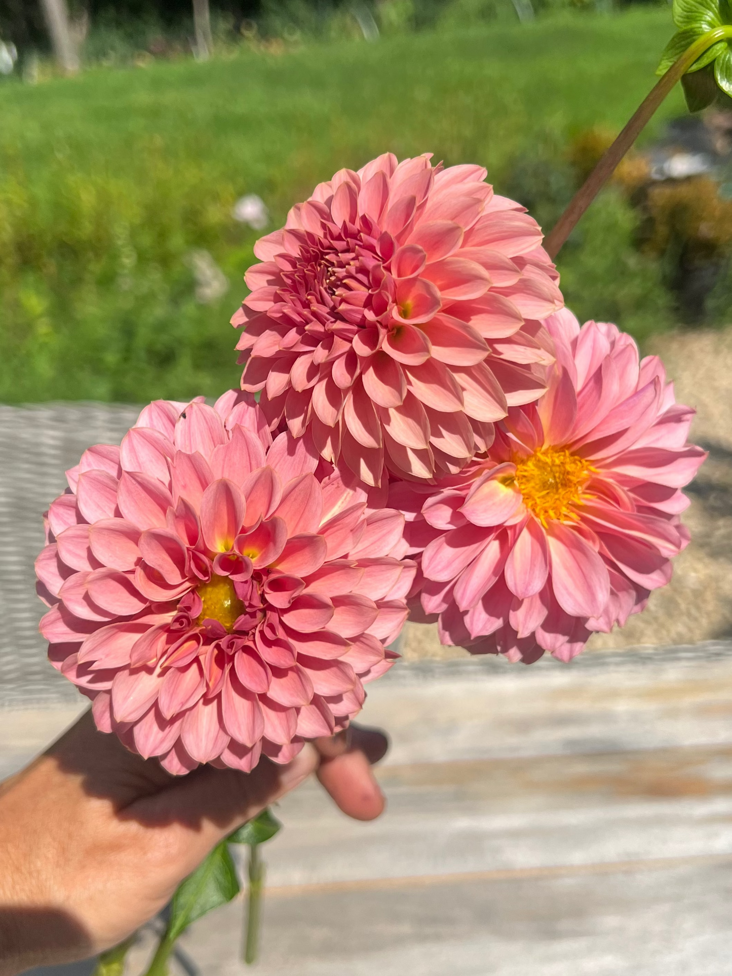 KA's® Coral Sea Halcyon Hill Gardens