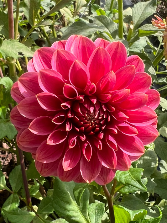 KA's Keltie Cherry Dahlia bright pink  Halcyon Hill Gardens