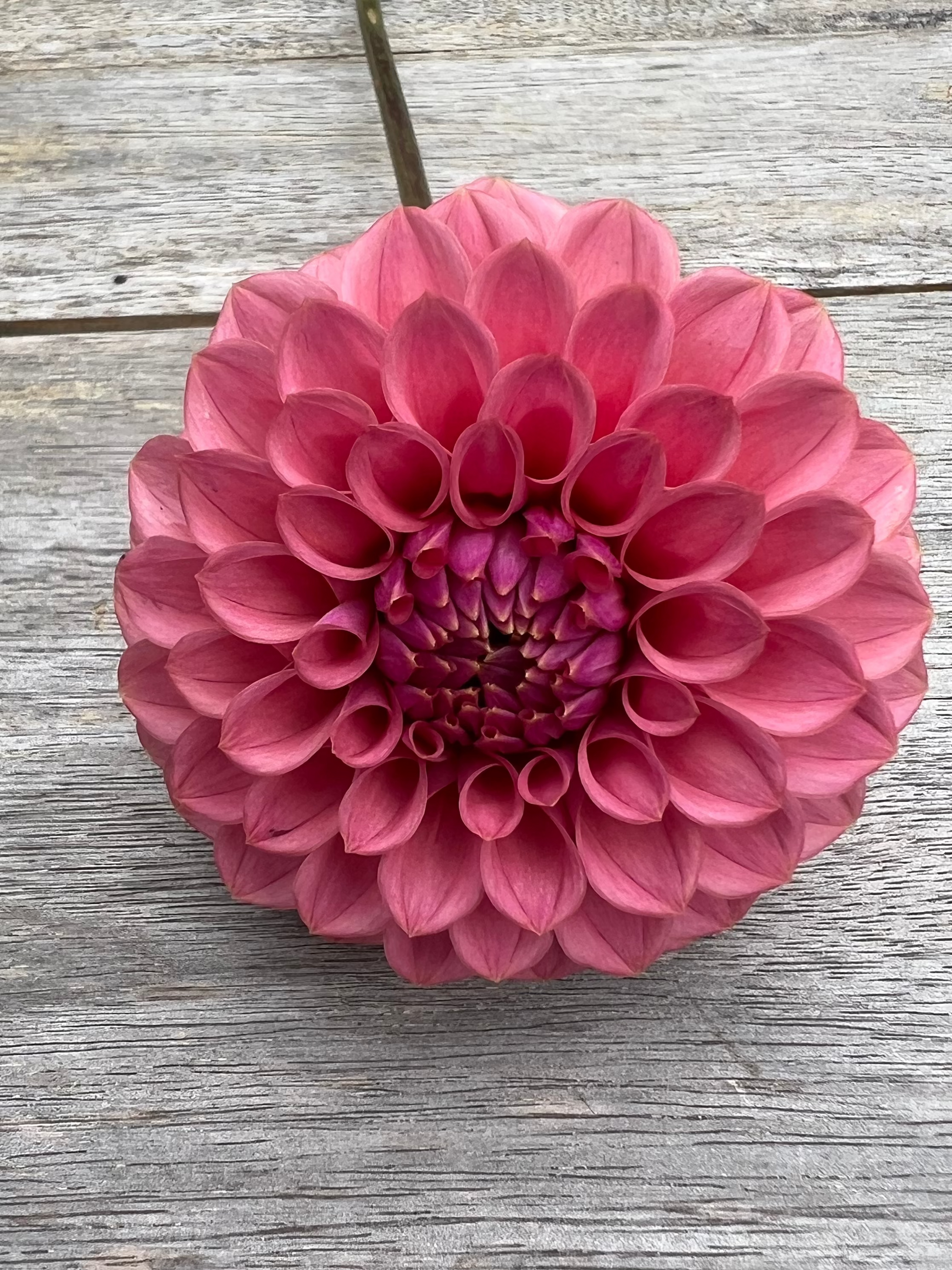 KA's ® Keltie Rose dahlia pink  Halcyon Hill Gardens