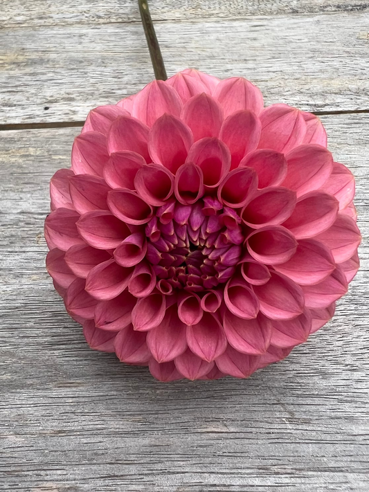 KA's ® Keltie Rose dahlia pink  Halcyon Hill Gardens