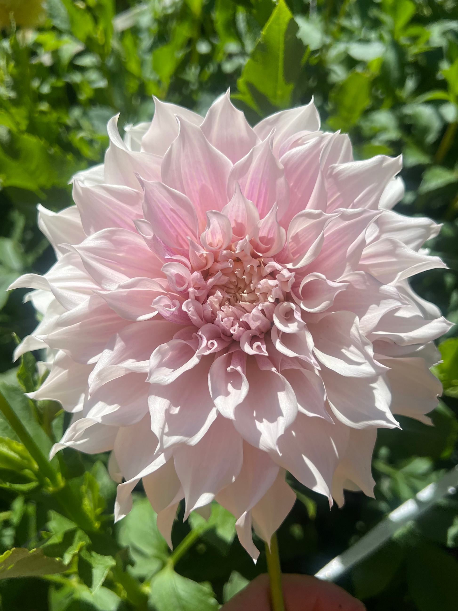 KA's® Lavender Blush Halcyon Hill Gardens